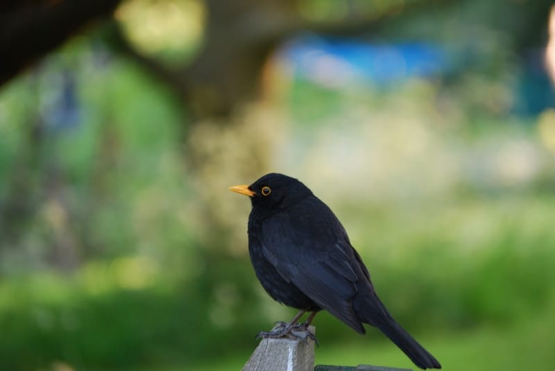 birds signs omens and messages blackbird