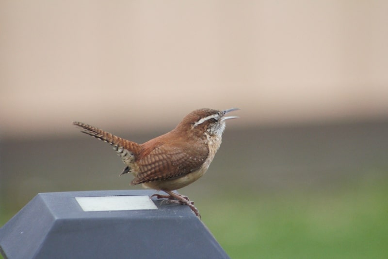 birds signs omens and messages wren