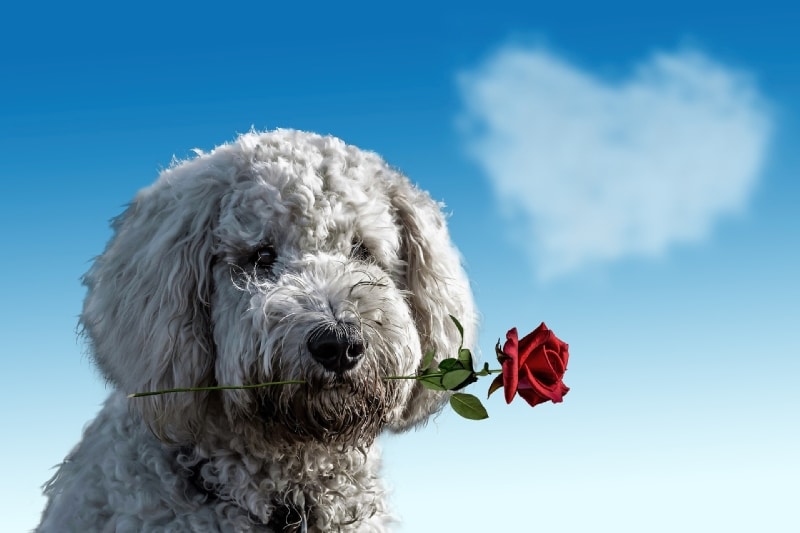 i love my dog valentine