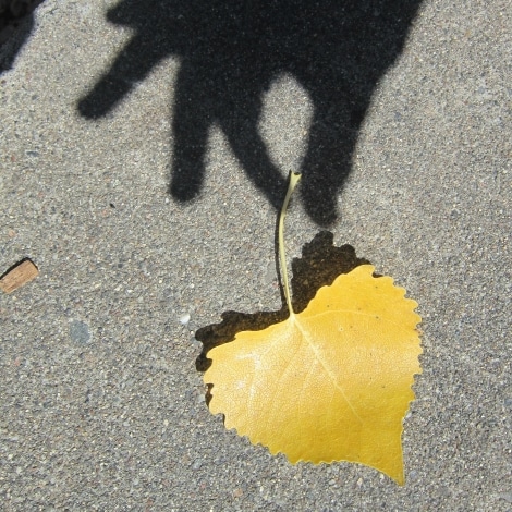 psychokinesis leaf